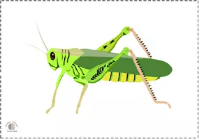 Vista previa - Tarjetas / Manipulativos - Bits de inteligencia insectos (sin nombres) - página 2