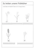 Vorschau - Unterrichtsreihen - Materialpaket Frühblüher - Seite 2