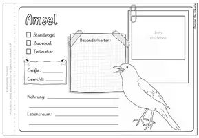 Vorschau - Mal- und Bastelvorlagen - Unsere heimischen Vögel: Steckbrief-Heftchen - Seite 2