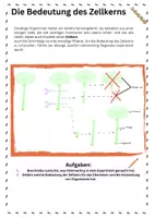 Vorschau - Arbeitsblätter - Die Bedeutung des Zellkerns - Deckblatt