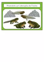 Vorschau - Unterrichtsreihen - Der Frosch - Metamorphose - Wissenskartei - Seite 1