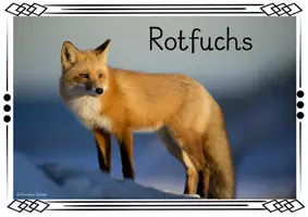 Vorschau - Poster - Themenplakate - Fuchs - Deckblatt