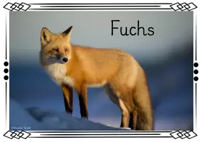 Vorschau - Poster - Themenplakate - Fuchs - Seite 1