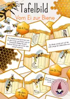 Vorschau - Stundenentwürfe - Tafelbild: Vom Ei zur Biene - Die Entwicklung einer Biene/ Lebenszyklus der Biene - Deckblatt