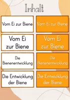 Vorschau - Stundenentwürfe - Tafelbild: Vom Ei zur Biene - Die Entwicklung einer Biene/ Lebenszyklus der Biene - Seite 1
