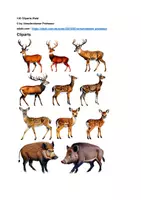 Vorschau - selbst erstellte Cliparts/Grafiken - 100 Cliparts: Wald - Seite 1