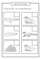 Vorschau - Unterrichtsreihen - Der Frosch - Metamorphose - Arbeitsheft - Seite 3