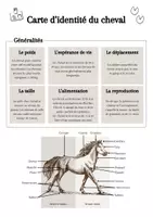 Aperçu - Feuilles d'exercices - Projet sur les chevaux et équitations - Page 2