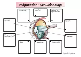 Vorschau - Arbeitsblätter - Präparation eines Schweineauge - Augenpräparation - Seite 2