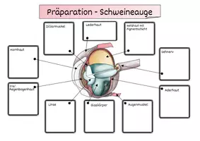 Vorschau - Arbeitsblätter - Präparation eines Schweineauge - Augenpräparation - Seite 3