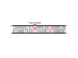 Vorschau - Präsentationen/Tafelbilder - DNA-Reparaturmechanismus - Kostenlose Animation - Seite 2