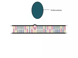 Vorschau - Präsentationen/Tafelbilder - DNA-Reparaturmechanismus - Kostenlose Animation - Seite 3