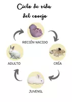 Vista previa - Unidades / Secuencias / Situaciones de Aprendizaje - proyecto conejos - página 3