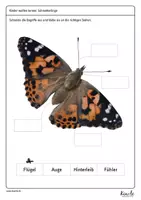 Vorschau - Arbeitsblätter - Kleines Materialpaket "Schmetterlinge" - Seite 2