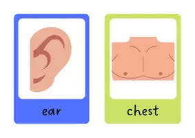 Aperçu - Inclusion - Body Parts Flashcards | Vocabulary - Page 1