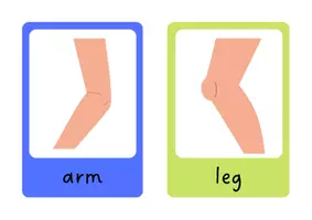 Aperçu - Inclusion - Body Parts Flashcards | Vocabulary - Page 2