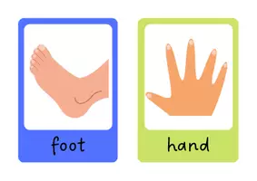 Aperçu - Inclusion - Body Parts Flashcards | Vocabulary - Page 3