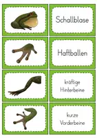 Vorschau - Unterrichtsreihen - Der Frosch - Besonderheiten - Lese-Zuordnung - Seite 1