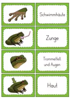 Vorschau - Unterrichtsreihen - Der Frosch - Besonderheiten - Lese-Zuordnung - Seite 2