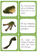 Vorschau - Unterrichtsreihen - Der Frosch - Besonderheiten - Lese-Zuordnung - Seite 3