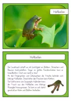 Vorschau - Unterrichtsreihen - Der Frosch - Besonderheiten - Wissenskartei - Seite 3