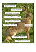 Vorschau - Anderer Materialtyp - Hase oder Kaninchen – Infos richtig entnehmen lernen - Seite 1