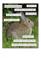 Vorschau - Anderer Materialtyp - Hase oder Kaninchen – Infos richtig entnehmen lernen - Seite 2