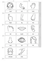 Vorschau - Arbeitsblätter - Englisch - My Body (Körper / Körperteile) - Miniwörterbuch / picture dictionary (Leporello) - Seite 2