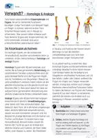 Vorschau - Arbeitsblätter - Homologie und Analogie / Evolution - AB mit Lösungen - Seite 1