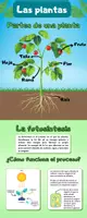 Vista previa - Decoración del aula - Infografías Ciencias Naturales - página 3