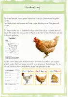 Vorschau - Arbeitsblätter - Das Huhn (Unterrichtseinheit) Klasse 2/3 - Seite 1