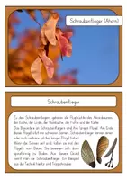 Vorschau - Unterrichtsreihen - Flugfrüchte - Wissenskartei und Flipbook zur Wissenskartei - Seite 2