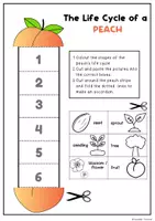 Aperçu - Feuilles d'exercices - The Life Cycle of a Peach | Foldable Worksheet - Page 1