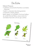 Vorschau - Poster - Bäume - Die Eiche - Deckblatt