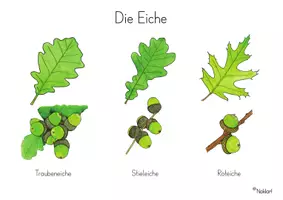 Vorschau - Poster - Bäume - Die Eiche - Seite 1