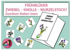 Vorschau - Arbeitsblätter - Zwiebel-Knolle-Wurzelstock? FRÜHBLÜHER Faltbüchlein - Deckblatt