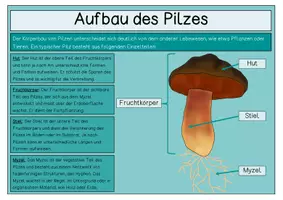 Vorschau - Arbeitsblätter - Pilze / Der Aufbau des Pilzes - Übersichtsblatt - Seite 1
