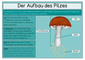 Vorschau - Arbeitsblätter - Pilze / Der Aufbau des Pilzes - Übersichtsblatt - Seite 3