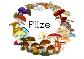 Vorschau - Anderer Materialtyp - Pilze - Deckblatt/ Plakat - Seite 1