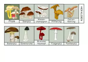 Vorschau - Mal- und Bastelvorlagen - Pilze - Sammlung von Leporellos - Seite 1