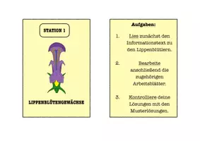 Vorschau - Arbeitsblätter - Beispielhafte Blütenpflanzenfamilien - Übungsaufgaben/Stationenlernen - Seite 1
