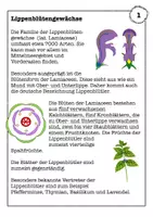 Vorschau - Arbeitsblätter - Beispielhafte Blütenpflanzenfamilien - Übungsaufgaben/Stationenlernen - Seite 2
