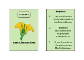 Vorschau - Arbeitsblätter - Beispielhafte Blütenpflanzenfamilien - Übungsaufgaben/Stationenlernen - Seite 3