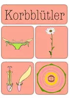 Vorschau - Präsentationen/Tafelbilder - Tafelkarten Blütenpflanzenfamilien - Seite 2