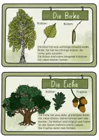Vorschau - Unterrichtsreihen - Bestimmungskartei Heimische Bäume - Wissenskartei & Lesekartei zu Laub- & Nadelbäumen - Seite 2