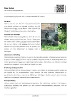 Vorschau - Arbeitsblätter - Das Huhn (Arbeitsblatt mit Erklärvideo) - Deckblatt