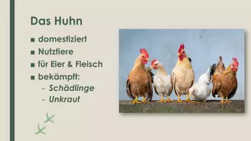Vorschau - Präsentationen/Tafelbilder - Das Huhn (Präsentation und H5P) - Seite 1