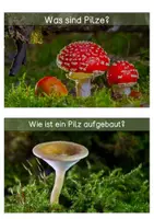 Vorschau - Text - Pilze - Wissenskarten 2 - Seite 1