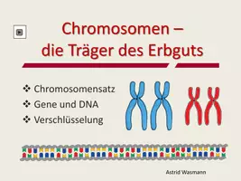 Vorschau - Arbeitsblätter - Chromosomen, Gene und DNA zum Selbstlernen - Seite 1