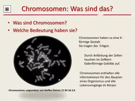 Vorschau - Arbeitsblätter - Chromosomen, Gene und DNA zum Selbstlernen - Seite 2
